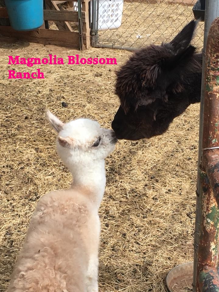MagnoliaBlossomRanch.jpg