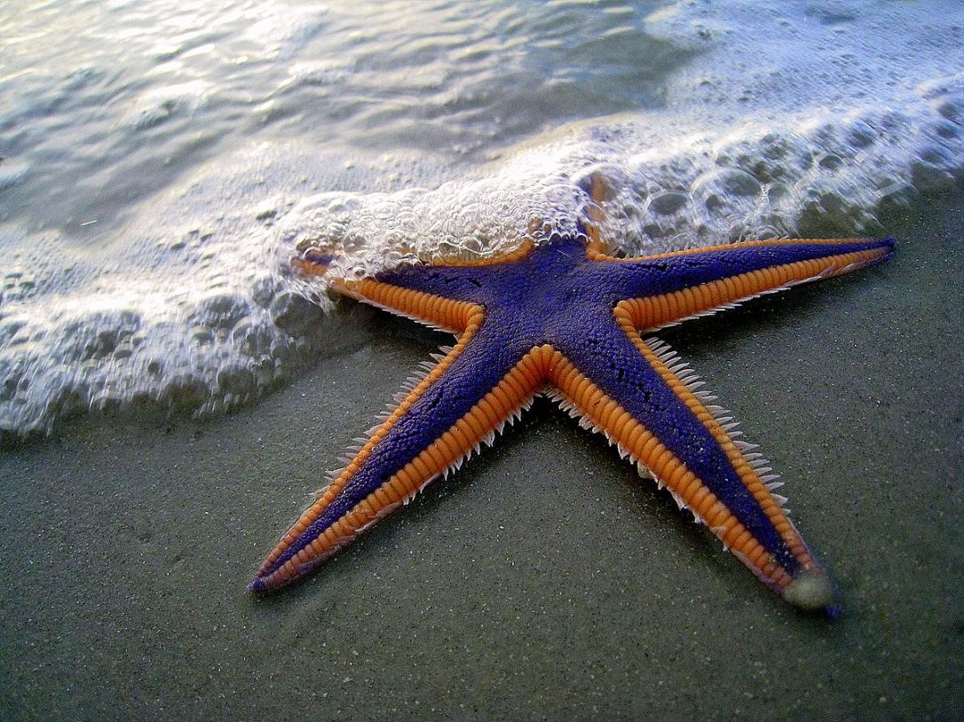 1200px-Purple_and_Orange_Starfish_on_the_Beach_(2884079538)