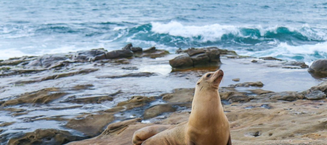 la-jolla-cove-seal-1263x560