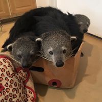 Bints-in-a-box